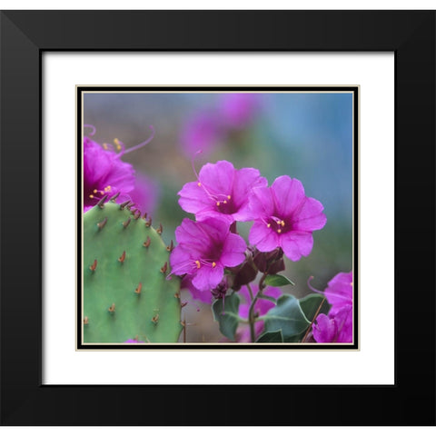 Desert Four o Clock Black Modern Wood Framed Art Print with Double Matting by Fitzharris, Tim