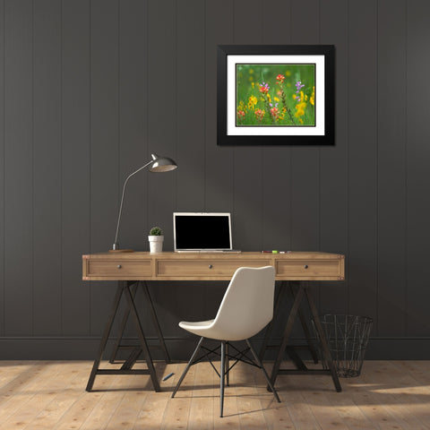 Indian Paintbrushes with Coreopsis and Hairy Beartoungue Penstemon Black Modern Wood Framed Art Print with Double Matting by Fitzharris, Tim