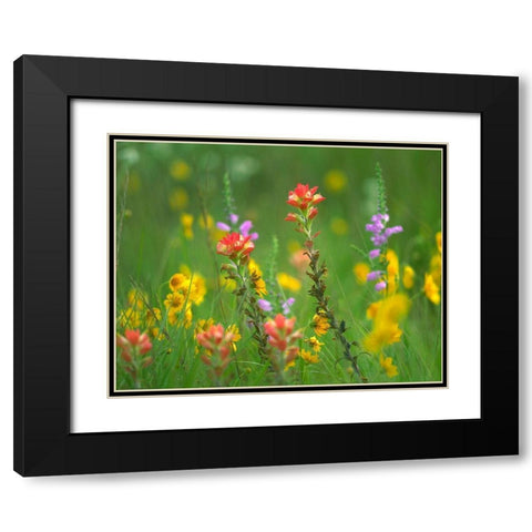 Indian Paintbrushes with Coreopsis and Hairy Beartoungue Penstemon Black Modern Wood Framed Art Print with Double Matting by Fitzharris, Tim