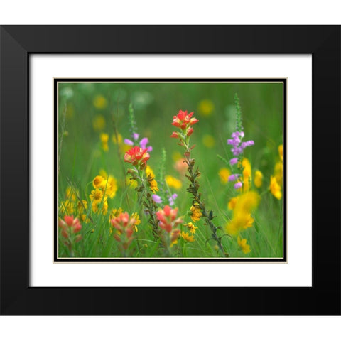 Indian Paintbrushes with Coreopsis and Hairy Beartoungue Penstemon Black Modern Wood Framed Art Print with Double Matting by Fitzharris, Tim
