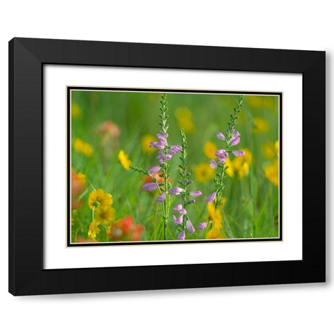 Hairy Beardtoungue Penstemon Black Modern Wood Framed Art Print with Double Matting by Fitzharris, Tim