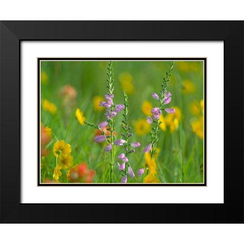 Hairy Beardtoungue Penstemon Black Modern Wood Framed Art Print with Double Matting by Fitzharris, Tim