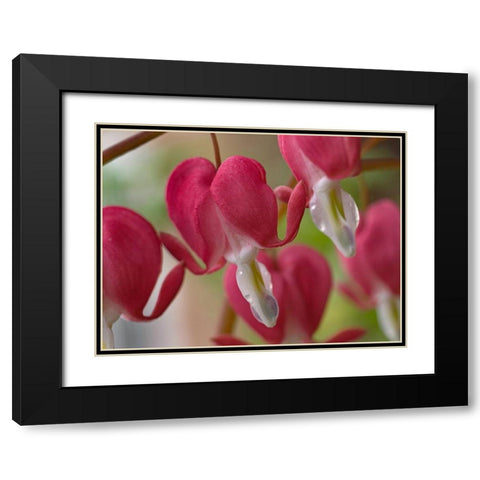 Bleeding Hearts I Black Modern Wood Framed Art Print with Double Matting by Fitzharris, Tim