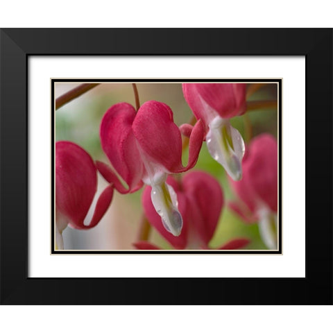 Bleeding Hearts I Black Modern Wood Framed Art Print with Double Matting by Fitzharris, Tim