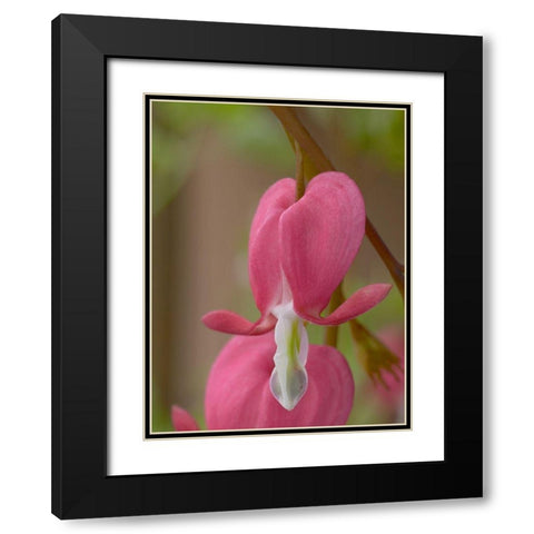 Bleeding Hearts II Black Modern Wood Framed Art Print with Double Matting by Fitzharris, Tim