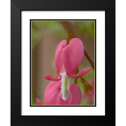 Bleeding Hearts II Black Modern Wood Framed Art Print with Double Matting by Fitzharris, Tim