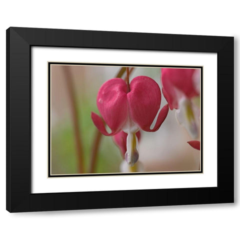 Bleeding Hearts III Black Modern Wood Framed Art Print with Double Matting by Fitzharris, Tim