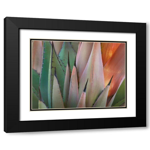 Havard Agave Black Modern Wood Framed Art Print with Double Matting by Fitzharris, Tim