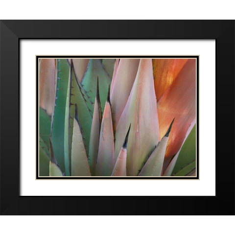 Havard Agave Black Modern Wood Framed Art Print with Double Matting by Fitzharris, Tim