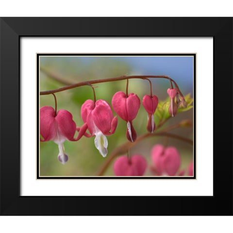 Bleeding Hearts IV Black Modern Wood Framed Art Print with Double Matting by Fitzharris, Tim