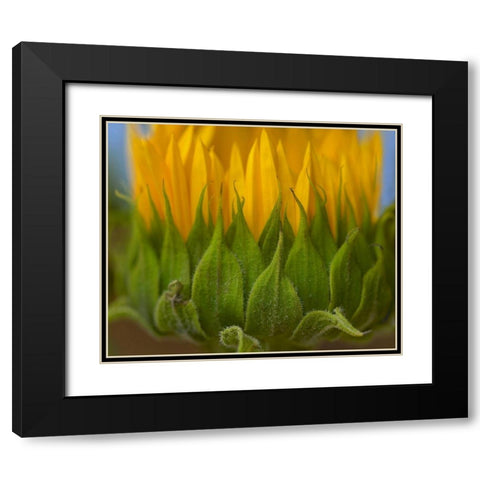 Sunflowers I Black Modern Wood Framed Art Print with Double Matting by Fitzharris, Tim