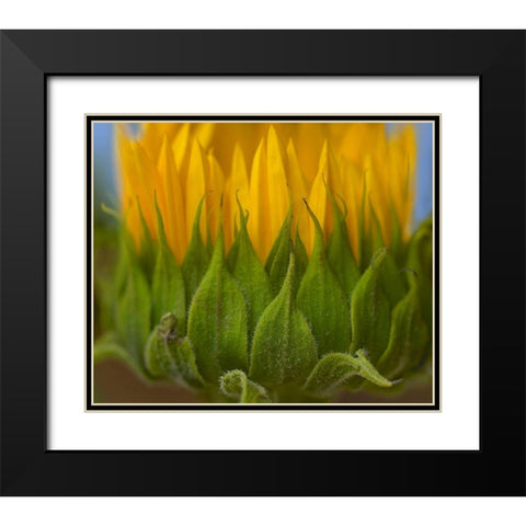 Sunflowers I Black Modern Wood Framed Art Print with Double Matting by Fitzharris, Tim