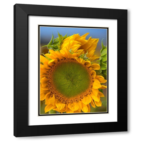 Sunflowers II Black Modern Wood Framed Art Print with Double Matting by Fitzharris, Tim