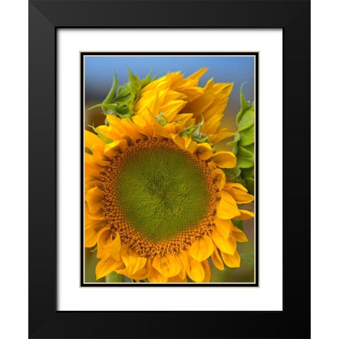 Sunflowers II Black Modern Wood Framed Art Print with Double Matting by Fitzharris, Tim