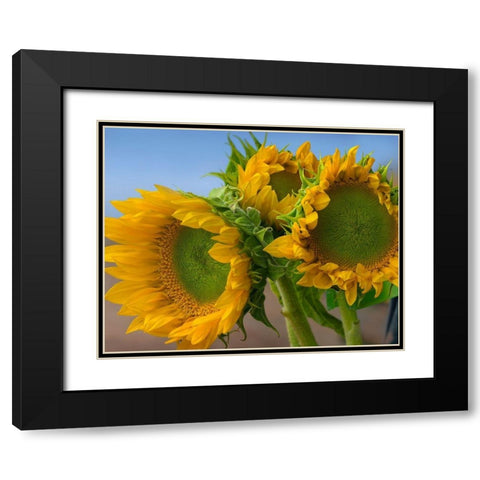 Sunflowers IV Black Modern Wood Framed Art Print with Double Matting by Fitzharris, Tim