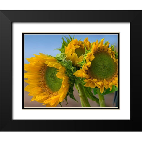 Sunflowers IV Black Modern Wood Framed Art Print with Double Matting by Fitzharris, Tim