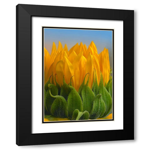 Sunflowers V Black Modern Wood Framed Art Print with Double Matting by Fitzharris, Tim