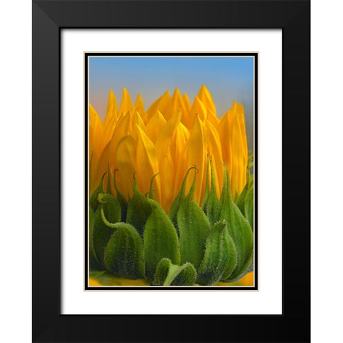 Sunflowers V Black Modern Wood Framed Art Print with Double Matting by Fitzharris, Tim