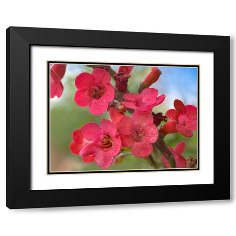 Wrights Penstemon Black Modern Wood Framed Art Print with Double Matting by Fitzharris, Tim