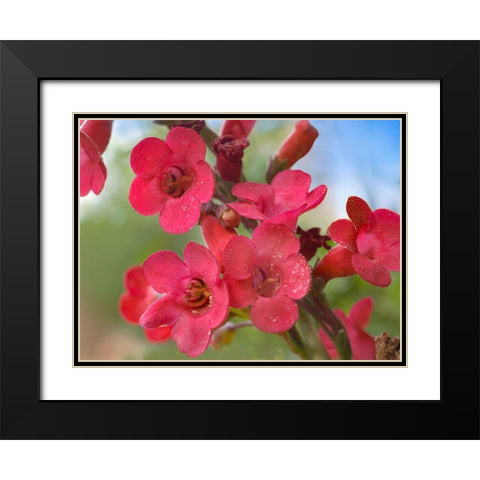 Wrights Penstemon Black Modern Wood Framed Art Print with Double Matting by Fitzharris, Tim