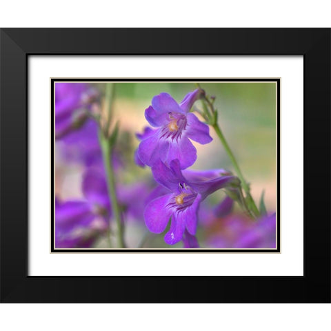 Sidebells Penstemon I Black Modern Wood Framed Art Print with Double Matting by Fitzharris, Tim