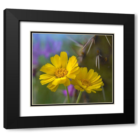 Desert Marigolds I Black Modern Wood Framed Art Print with Double Matting by Fitzharris, Tim