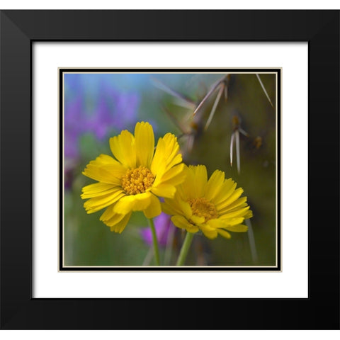 Desert Marigolds I Black Modern Wood Framed Art Print with Double Matting by Fitzharris, Tim