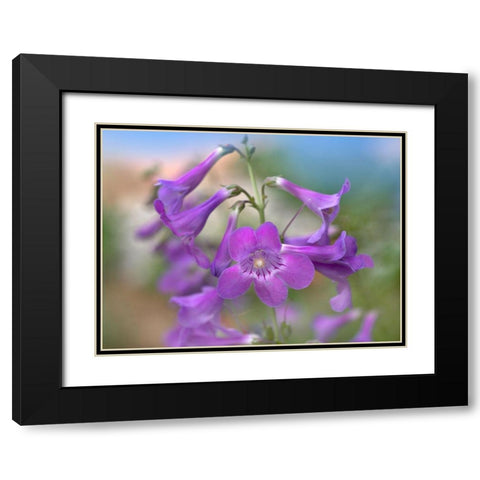 Sidebells Penstemon II Black Modern Wood Framed Art Print with Double Matting by Fitzharris, Tim