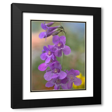 Sidebells Penstemon III Black Modern Wood Framed Art Print with Double Matting by Fitzharris, Tim