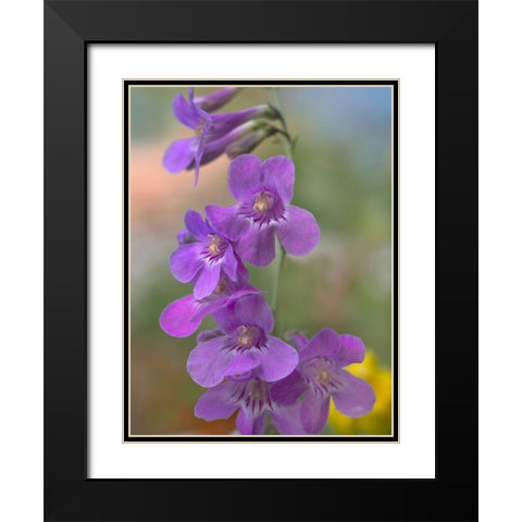 Sidebells Penstemon III Black Modern Wood Framed Art Print with Double Matting by Fitzharris, Tim