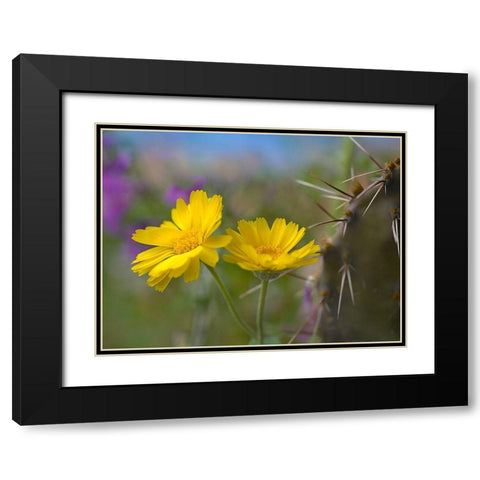 Desert Marigold III Black Modern Wood Framed Art Print with Double Matting by Fitzharris, Tim