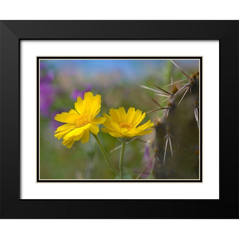 Desert Marigold III Black Modern Wood Framed Art Print with Double Matting by Fitzharris, Tim