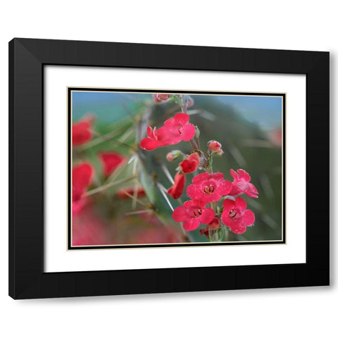 Wrights Penstemon II Black Modern Wood Framed Art Print with Double Matting by Fitzharris, Tim