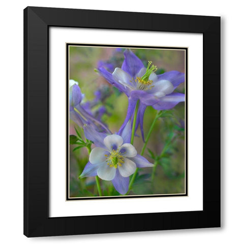 Rocky Mountain Columbine I Black Modern Wood Framed Art Print with Double Matting by Fitzharris, Tim