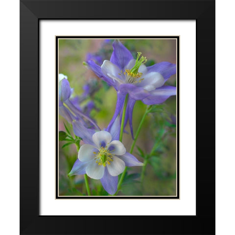 Rocky Mountain Columbine I Black Modern Wood Framed Art Print with Double Matting by Fitzharris, Tim