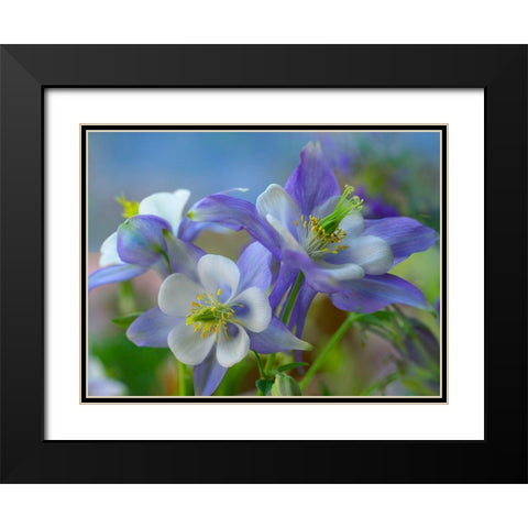 Rocky Mountain Columbine II Black Modern Wood Framed Art Print with Double Matting by Fitzharris, Tim