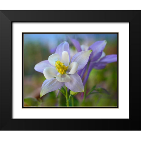 Rocky Mountain Columbine III Black Modern Wood Framed Art Print with Double Matting by Fitzharris, Tim