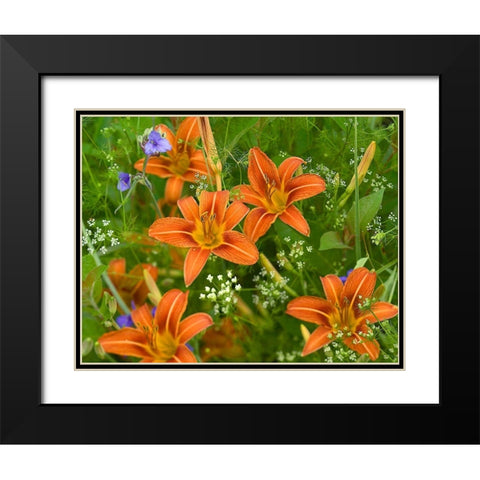 Wild Daylillies I Black Modern Wood Framed Art Print with Double Matting by Fitzharris, Tim