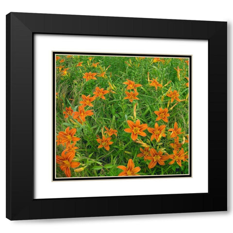 Wild Daylillies II Black Modern Wood Framed Art Print with Double Matting by Fitzharris, Tim