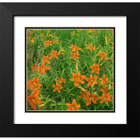 Wild Daylillies II Black Modern Wood Framed Art Print with Double Matting by Fitzharris, Tim