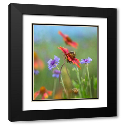 Gaillardia and Bachelors Buttons I Black Modern Wood Framed Art Print with Double Matting by Fitzharris, Tim