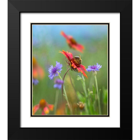 Gaillardia and Bachelors Buttons I Black Modern Wood Framed Art Print with Double Matting by Fitzharris, Tim