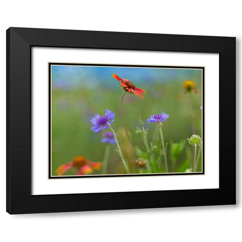 Gaillardia and Bachelors Buttons II Black Modern Wood Framed Art Print with Double Matting by Fitzharris, Tim