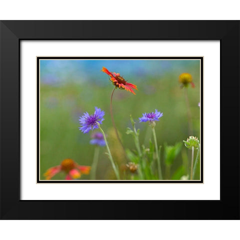 Gaillardia and Bachelors Buttons II Black Modern Wood Framed Art Print with Double Matting by Fitzharris, Tim