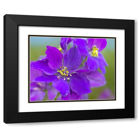 Delphinium Black Modern Wood Framed Art Print with Double Matting by Fitzharris, Tim