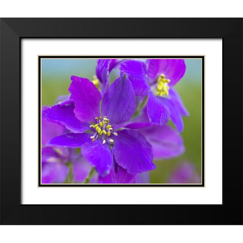 Delphinium Black Modern Wood Framed Art Print with Double Matting by Fitzharris, Tim