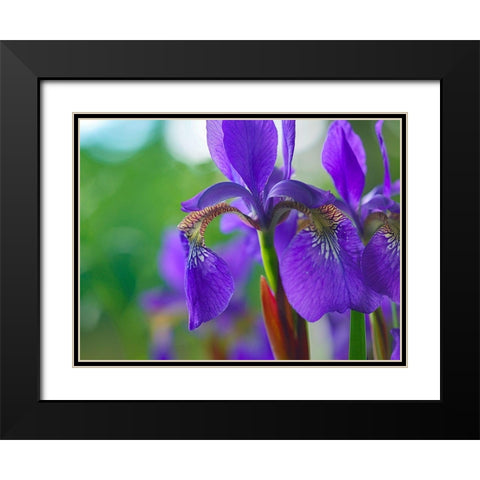 Blue Flag Iris Black Modern Wood Framed Art Print with Double Matting by Fitzharris, Tim