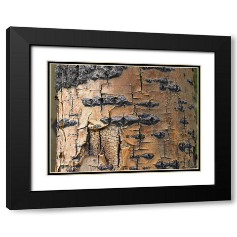 Aspen Bark I Black Modern Wood Framed Art Print with Double Matting by Fitzharris, Tim