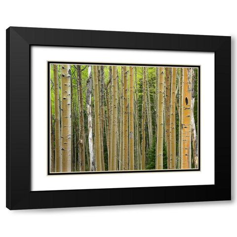 Aspen Grove I Black Modern Wood Framed Art Print with Double Matting by Fitzharris, Tim