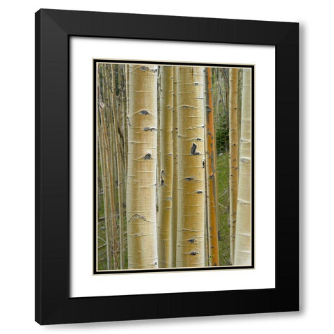 Aspen Grove II Black Modern Wood Framed Art Print with Double Matting by Fitzharris, Tim